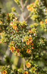 Pultenaea procumbens