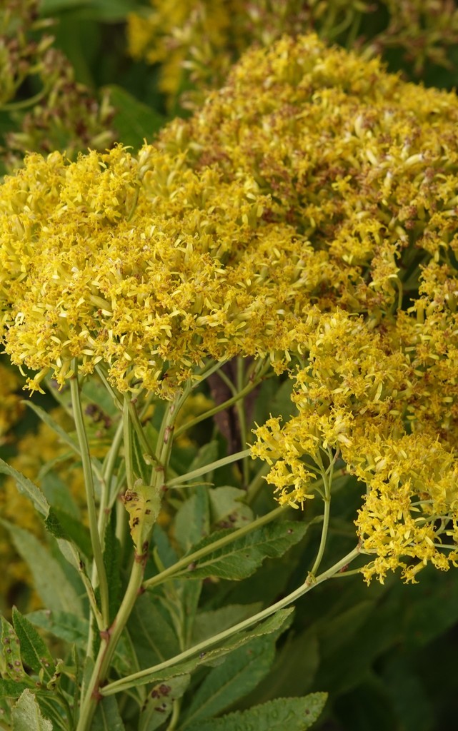 Hubertia humblotii