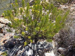 Euryops rehmannii