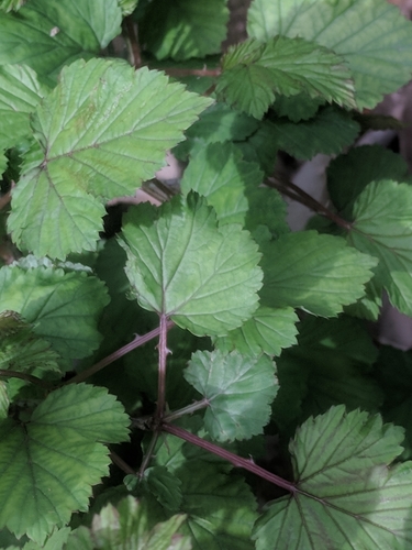 Image of Mayberry (Rubus microphyllus) by (c) Eric Knight, some rights reserved (CC BY)