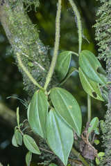 Peperomia sanjoseana