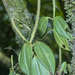 Peperomia sanjoseana - Photo (c) Sune Holt, alguns direitos reservados (CC BY-NC), uploaded by Sune Holt