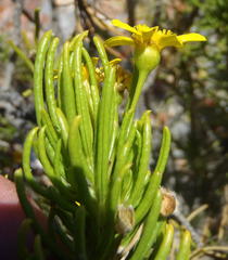 Euryops rehmannii