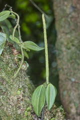 Peperomia sanjoseana