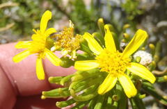 Euryops rehmannii