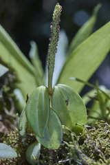 Peperomia sanjoseana