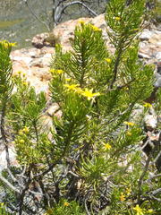 Euryops rehmannii