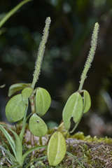 Peperomia sanjoseana
