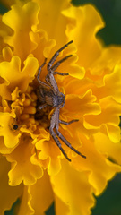 Spiracme striatipes
