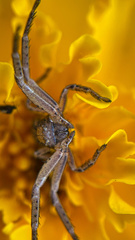 Spiracme striatipes