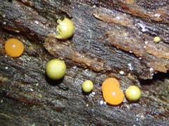 Hemitrichia lutescens