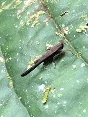 Stenodorsus extenuatus