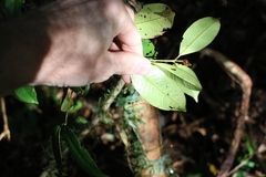 Syzygium crebrinerve