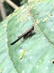 Stenodorsus extenuatus