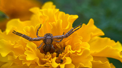 Spiracme striatipes