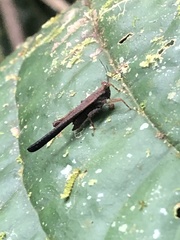 Stenodorsus extenuatus