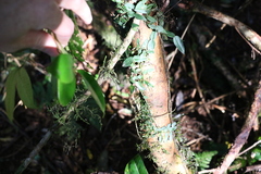 Syzygium crebrinerve