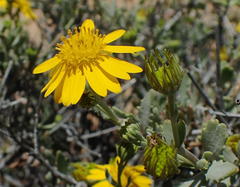 Osteospermum sinuatum sinuatum