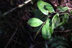 Syzygium crebrinerve