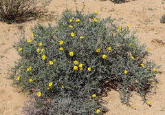 Osteospermum sinuatum sinuatum
