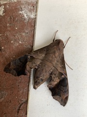 Enyo lugubris