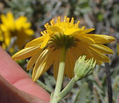 Osteospermum sinuatum sinuatum