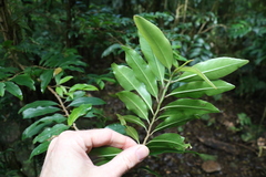 Ardisia bakeri