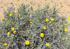 Osteospermum sinuatum sinuatum