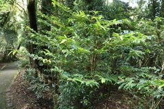 Ardisia bakeri