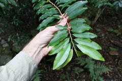 Ardisia bakeri