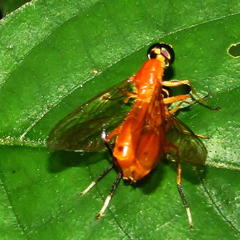 Ptecticus elongatus