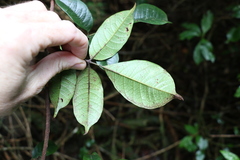 Pandorea baileyana