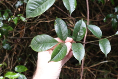 Pandorea baileyana