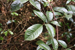 Pandorea baileyana