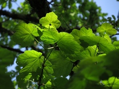 Acer opalus obtusatum