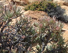 Crassula macowaniana