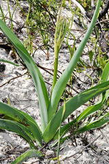 Chlorophytum triflorum