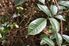 Pandorea baileyana