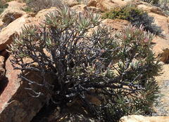 Crassula macowaniana