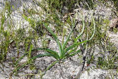 Chlorophytum triflorum