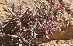 Crassula macowaniana