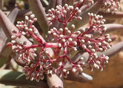 Crassula macowaniana