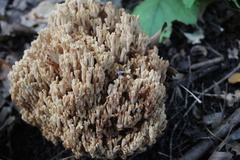 Ramaria stricta