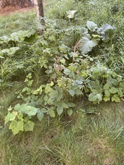 Abelmoschus esculentus