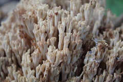 Ramaria stricta