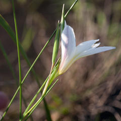 Gladiolus trichonemifolius