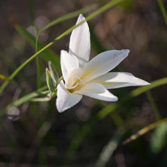 Gladiolus trichonemifolius