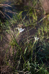 Gladiolus trichonemifolius