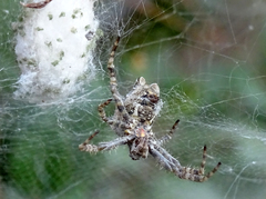 Cyrtophora citricola