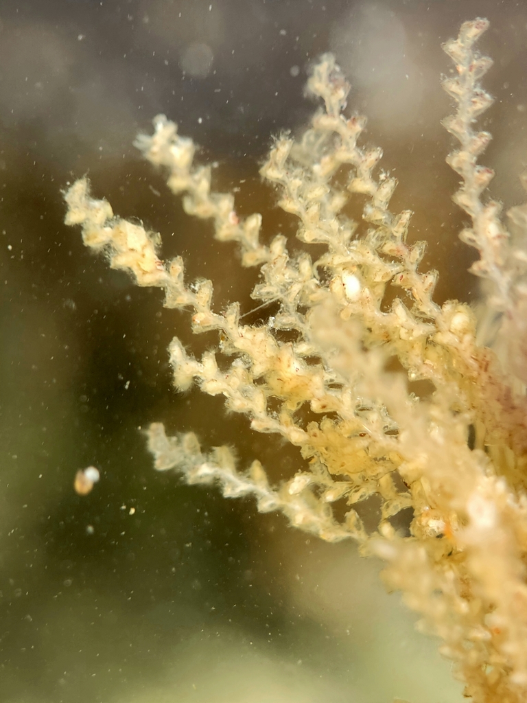 Xingyurella turgida